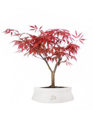 Acero Rosso