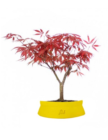 Acero Rosso