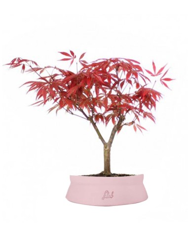 Acero Rosso