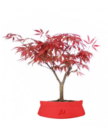 Acero Rosso