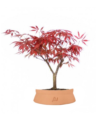 Acero Rosso