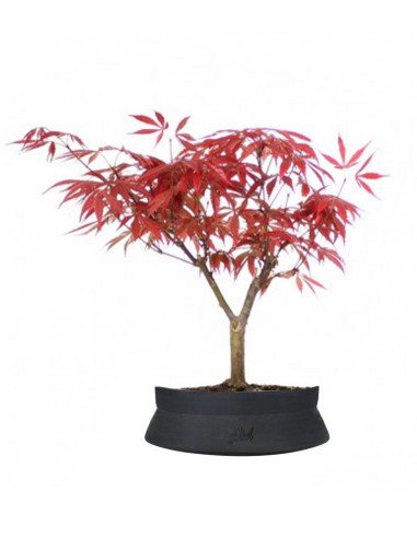Acero Rosso
