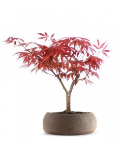Acero Rosso 2