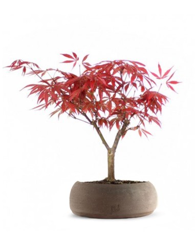 Acero Rosso