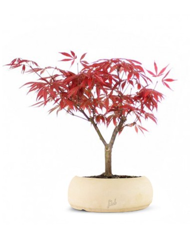 Acero Rosso