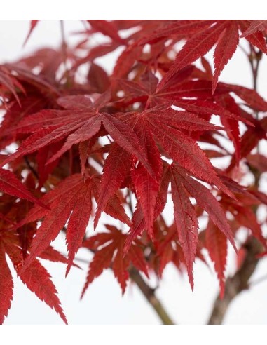 Acero Rosso