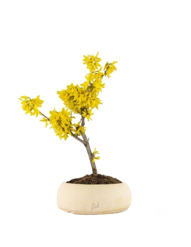 Bonsai di Forsizia Intermedia H45 cm