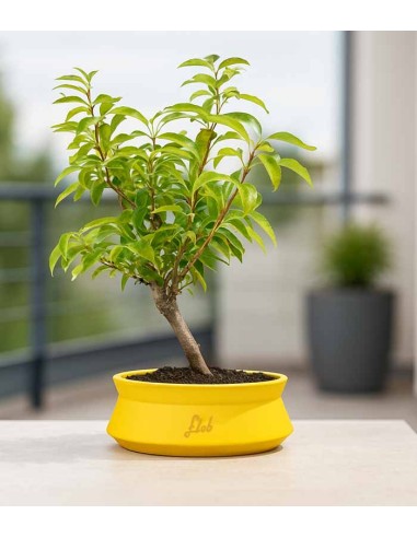 Bonsai di Forsizia Intermedia H45 cm