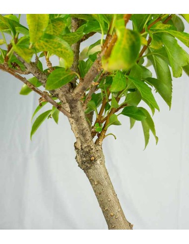 Bonsai di Forsizia Intermedia H45 cm
