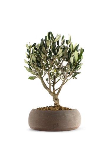 Olivo