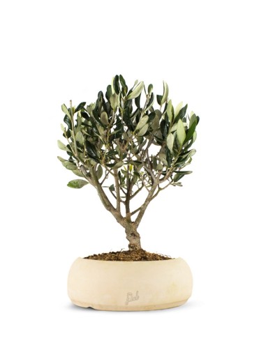 Olivo