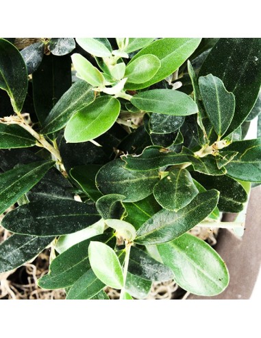 Olivo
