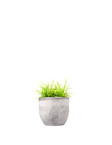Drosera Capensis Alba