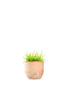 Drosera Capensis Alba 2