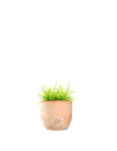 Drosera Capensis Alba