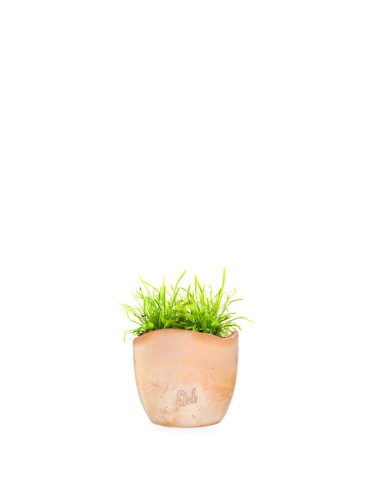 Drosera Capensis Alba