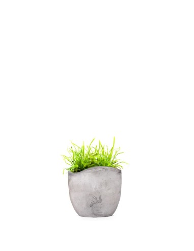 Drosera Capensis Alba