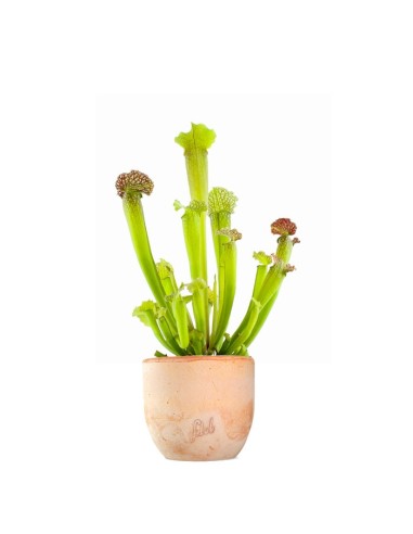 Sarracenia Velvet
