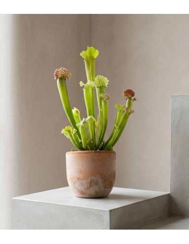 Sarracenia Velvet