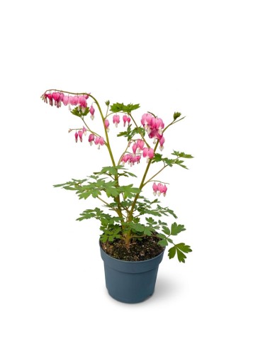 Dicentra Spectabilis (Cuore di Maria)...