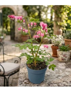 Dicentra Spectabilis (Cuore... 2