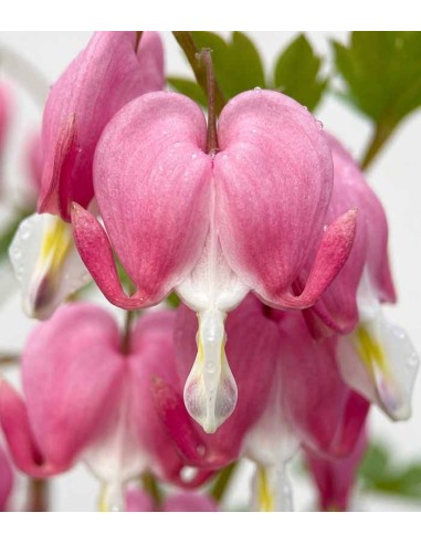 Dicentra Spectabilis (Cuore di Maria)...