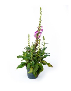 Digitale Purpurea (Digitalis)
