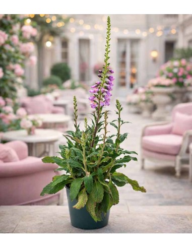 Digitalis Purpurea - Fiori Rosa