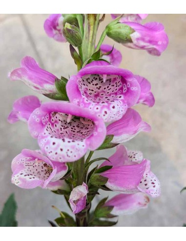 Digitalis Purpurea - Fiori Rosa