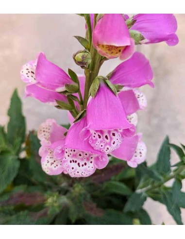 Digitalis Purpurea - Fiori Rosa