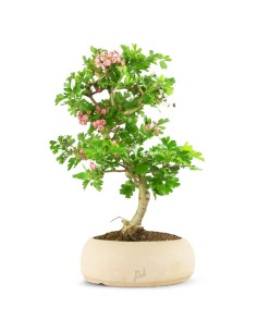 Crataegus cuneata |...