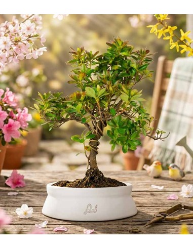 Bonsai di Azalea (Rhododendron...