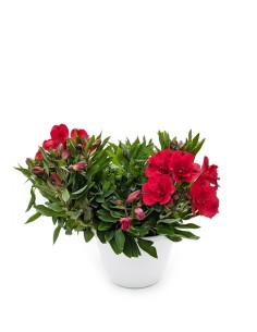 Pianta di Alstroemeria -...