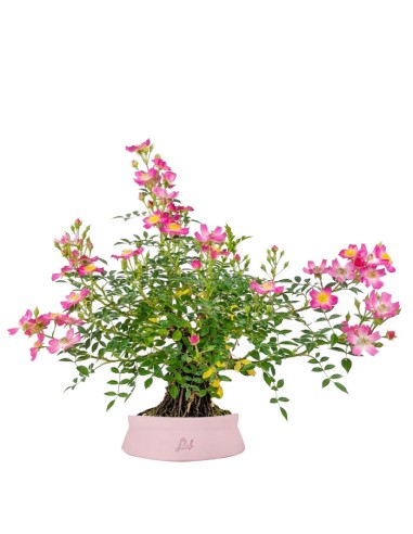Bonsai Rosa canina 9 anni