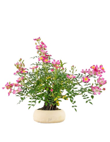 Bonsai Rosa canina 9 anni