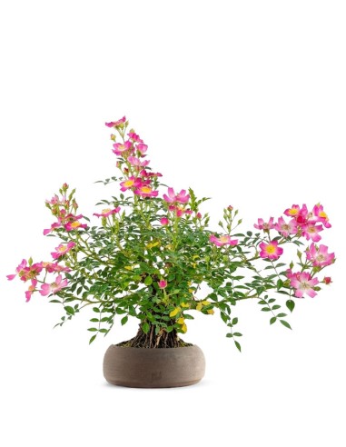 Bonsai Rosa canina 9 anni