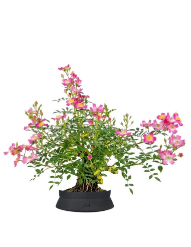 Bonsai Rosa canina 9 anni