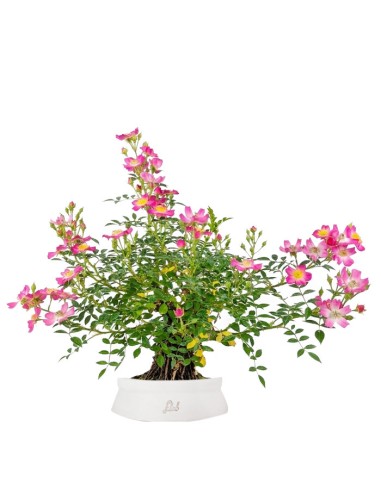 Bonsai Rosa canina 7 anni