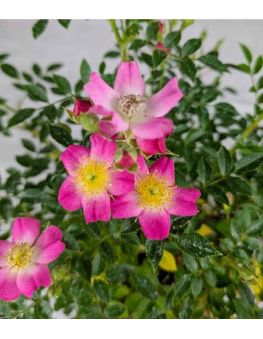 Bonsai Rosa canina 7 anni