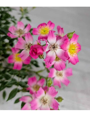 Bonsai Rosa canina 9 anni