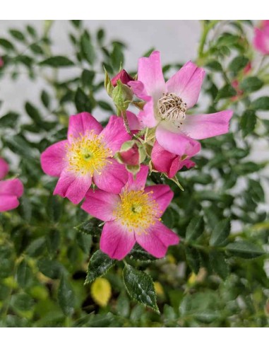 Bonsai Rosa canina 9 anni