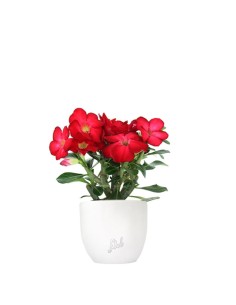 Rosa del deserto rossa