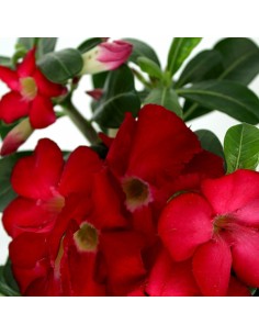 Rosa del deserto rossa 2