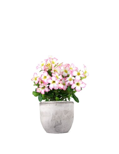 Rosa del deserto rosa | Adenium