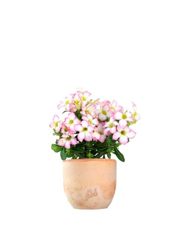 Rosa del deserto rosa