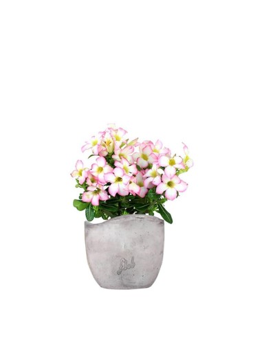 Rosa del deserto rosa