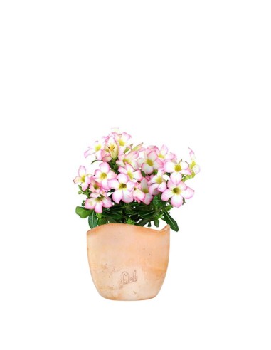 Rosa del deserto rosa