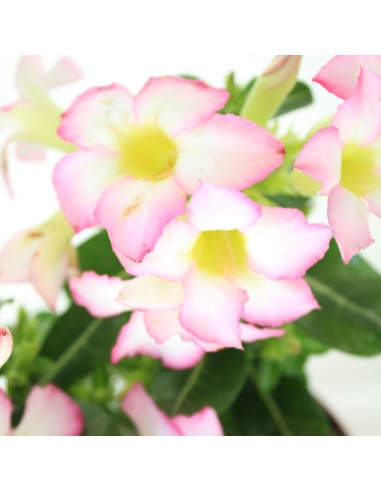 Rosa del deserto rosa | Adenium