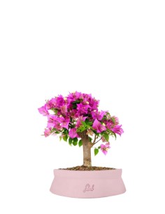 Bougainvillea 2
