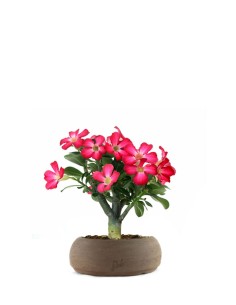 Rosa del deserto | Adenium